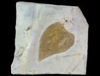 Paleocene Fossil Leaf (Zizyphus) - Montana #68330-1